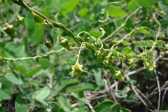 Pentatropis capensis